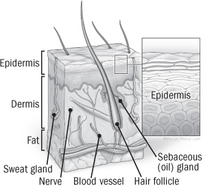 illustration de la coupe transversale de la peau