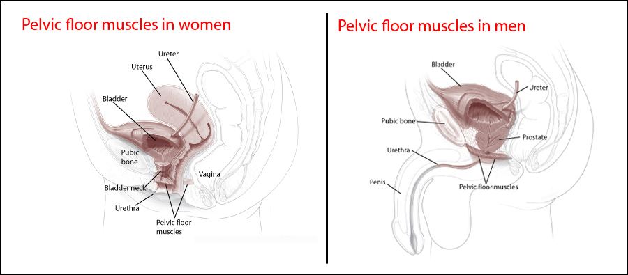What Is the Pelvic Floor? How Do I Find It And What Does It Do?