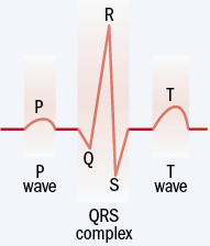 Tracing The Heart S Electrical Signature Harvard Health