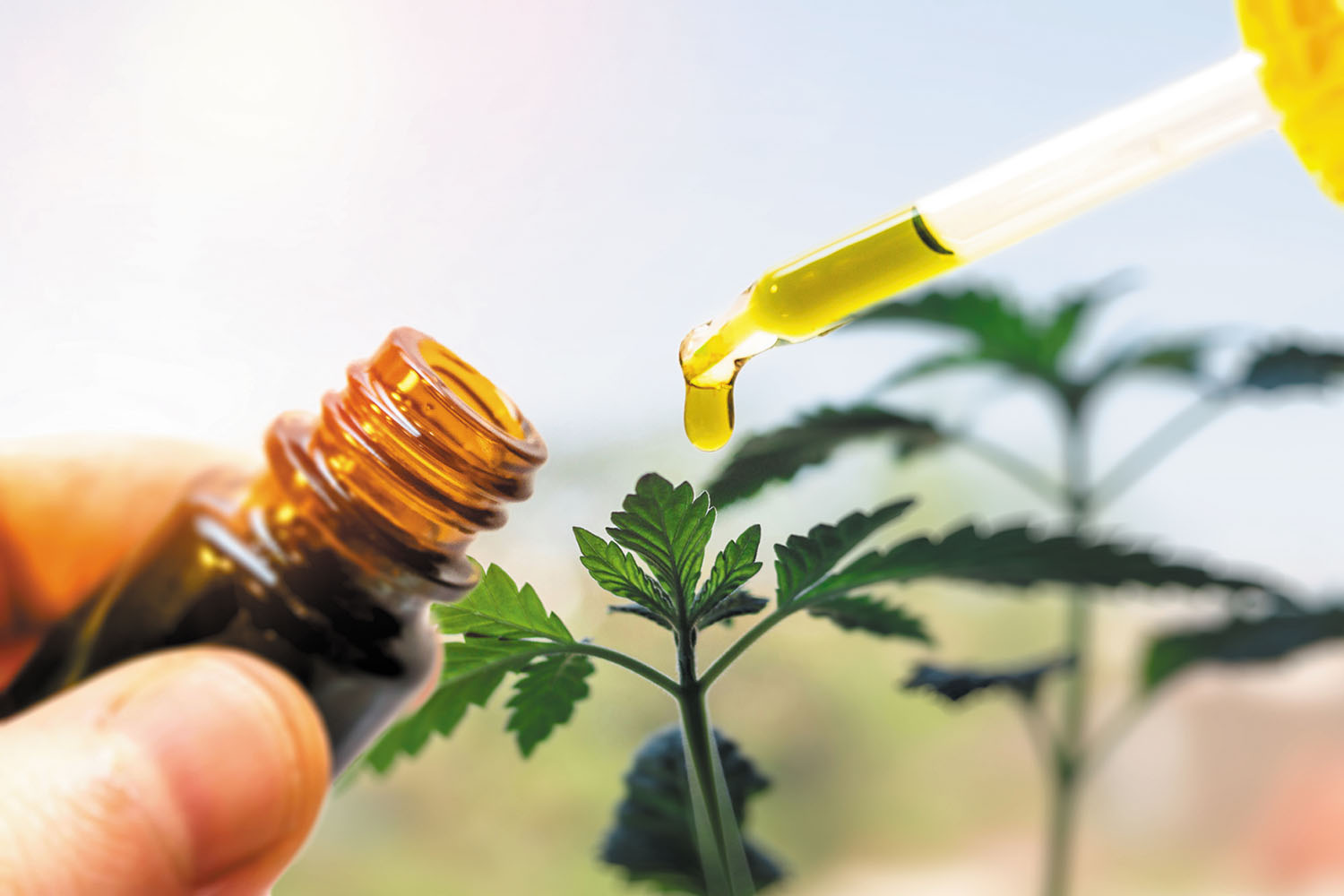 Best Cbd Oils 2021 Answers to the top questions about cannabis extract   Harvard Health
