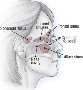 nasal cavity sinuses